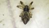 Cyclosa conica